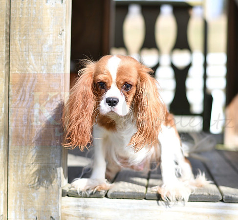 Dotty_F_Mother_ACA_Cavalier