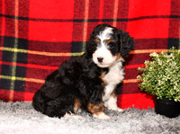 210111 Davis_Mini Bernedoodle_M_3515 1132