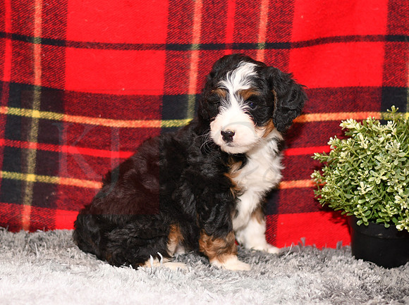 210111 Davis_Mini Bernedoodle_M_3515 1132