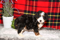 11.28.20 Mini Bernedoodles
