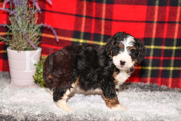 210111 Davis_Mini Bernedoodle_M_3515 1129