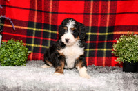 210111 Davis_Mini Bernedoodle_M_3515 1133