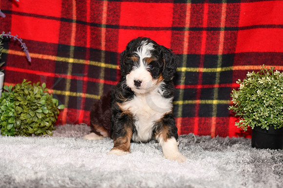 210111 Davis_Mini Bernedoodle_M_3515 1133