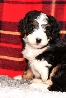 210111 Davis_Mini Bernedoodle_M_3515 1131