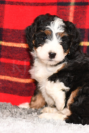 210111 Davis_Mini Bernedoodle_M_3515 1131
