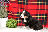 210111 Davis_Mini Bernedoodle_M_3515 1130