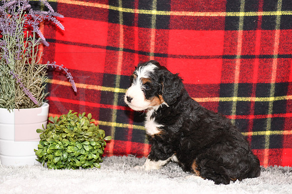 210111 Davis_Mini Bernedoodle_M_3515 1130