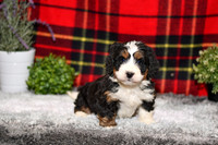 210111 Dino_Mini Bernedoodle_M_3531 1135