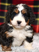 210111 Dino_Mini Bernedoodle_M_3531 1135b