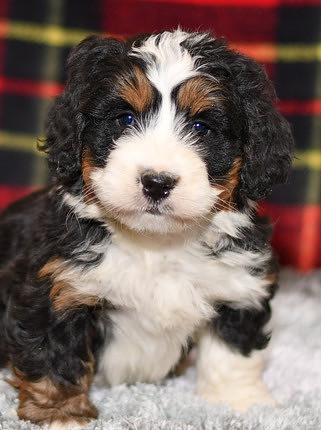 210111 Dino_Mini Bernedoodle_M_3531 1135b