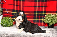 210111 Dino_Mini Bernedoodle_M_3531 1136