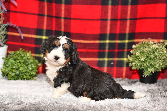 210111 Dino_Mini Bernedoodle_M_3531 1136