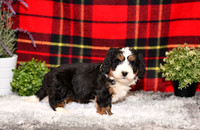 210111 Dino_Mini Bernedoodle_M_3531 1138