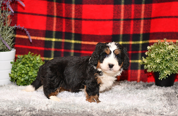 210111 Dino_Mini Bernedoodle_M_3531 1138