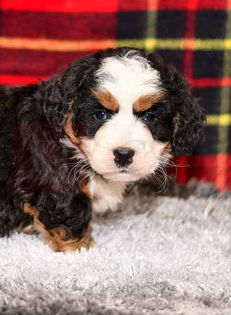 210111 Doc_Mini Bernedoodle_M_3513 1124-2