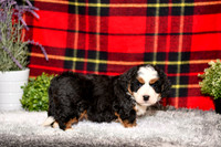 210111 Doc_Mini Bernedoodle_M_3513 1124