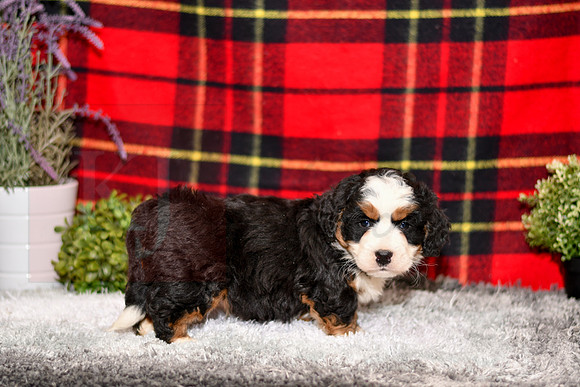 210111 Doc_Mini Bernedoodle_M_3513 1124