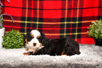 210111 Doc_Mini Bernedoodle_M_3513 1126
