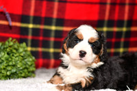210111 Doc_Mini Bernedoodle_M_3513 1127