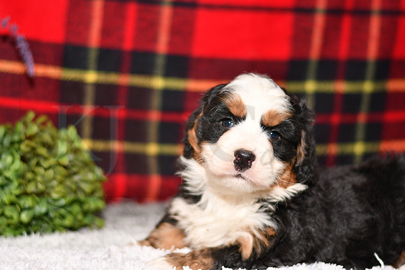 210111 Doc_Mini Bernedoodle_M_3513 1127