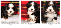 11.28.20 Mini Bernedoodles Litter Photo