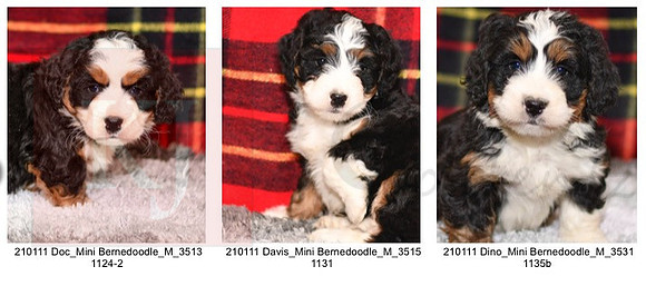 11.28.20 Mini Bernedoodles Litter Photo