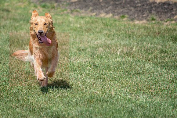 160916_QuailCreek Kennel_165