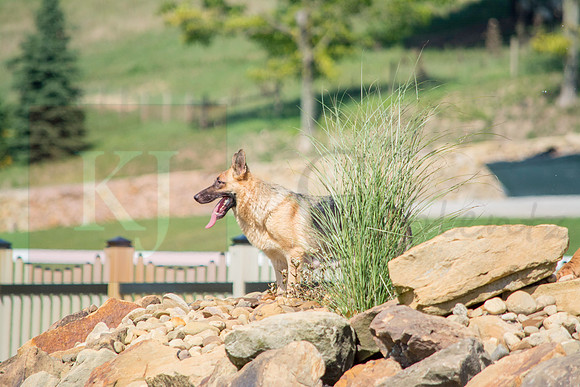 160916_QuailCreek Kennel_164