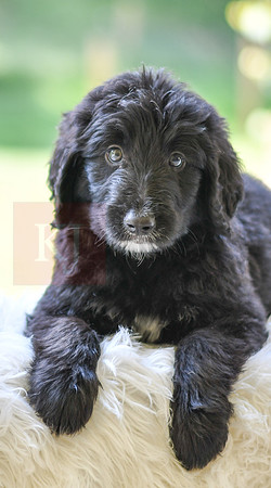 Morgan_M_0025_Aussiedoodle-2