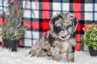 Pearl_F_0041_Aussiedoodle-7138