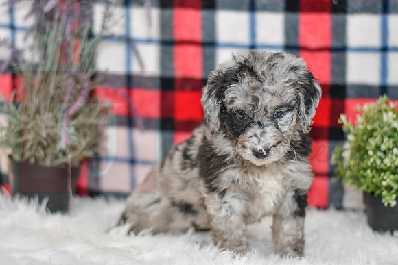 Pearl_F_0041_Aussiedoodle-7138