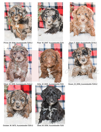 12.06.21 Aussiedoodles Litter Photo 2