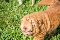 170614_Homes for Canines_78