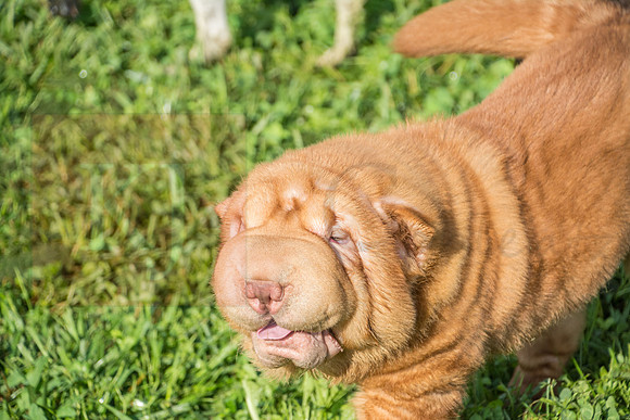 170614_Homes for Canines_78