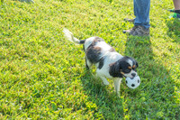 170614_Homes for Canines_132