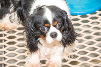 170614_Homes for Canines_201