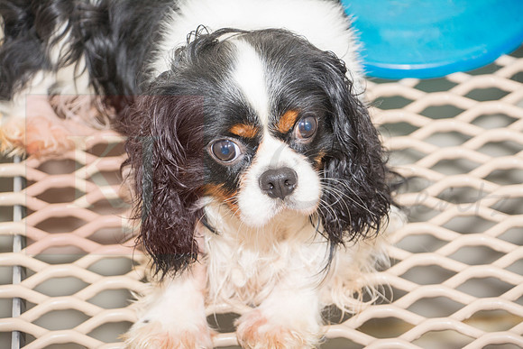 170614_Homes for Canines_201