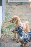 170614_Homes for Canines_365