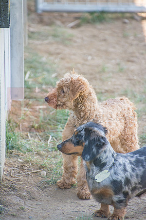 170614_Homes for Canines_365