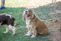 170614_Homes for Canines_377