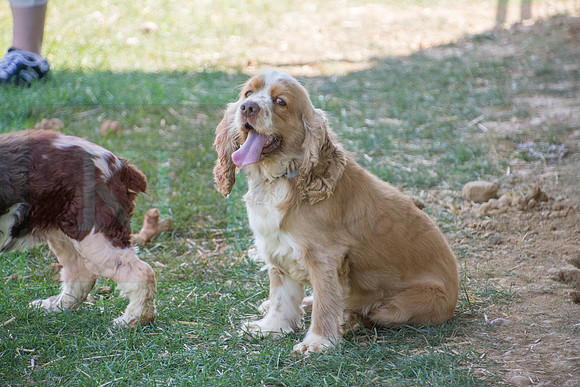 170614_Homes for Canines_377