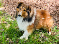 Randy_25lbs_17"_ACA_Male Sheltie