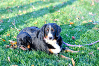 Mother_Missy_BerneseMountainDog_JacobSchlabach