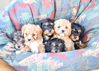 Cavapoos-4