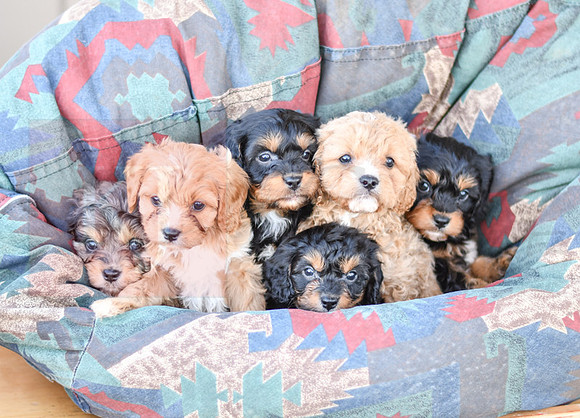 Cavapoos-4