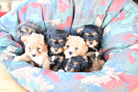 Cavapoos-2