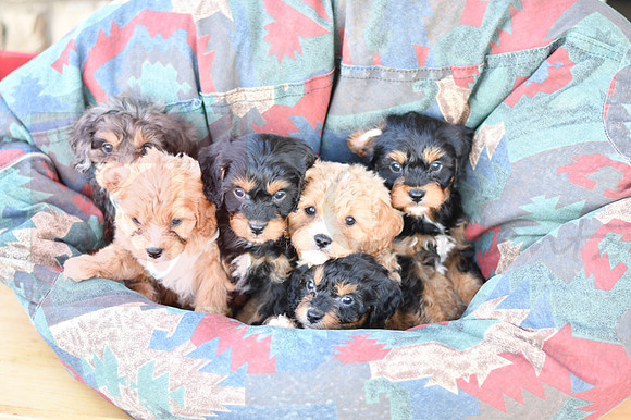 Cavapoos-2