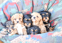 Cavapoos-3