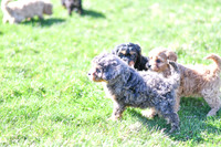 Cavapoos-6