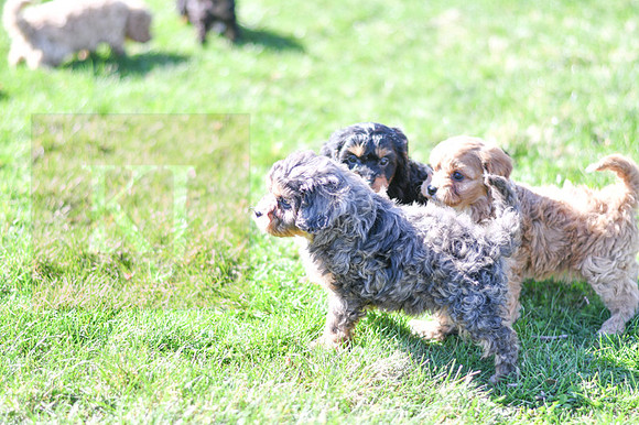 Cavapoos-6